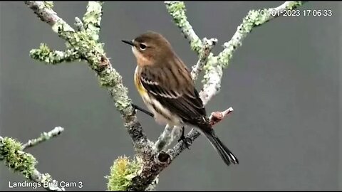 Yellow Rumped Warbler in The Oak Tree 🌳 01/01/23 17:06