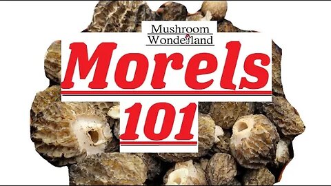 Morels 101! All about early, false, natural, and burn morels.