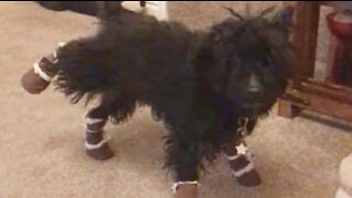 Cadela não sabe reagir ás suas botas novas!