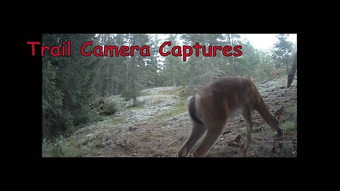 Trail Cameras Captures Sept 2022
