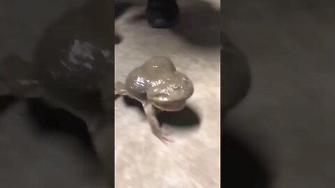 WTF (What The Frog)?!