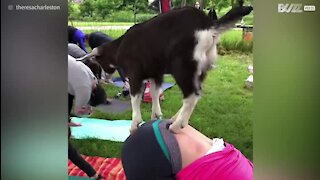 Le yoga avec chèvre, l'activité tendance du moment