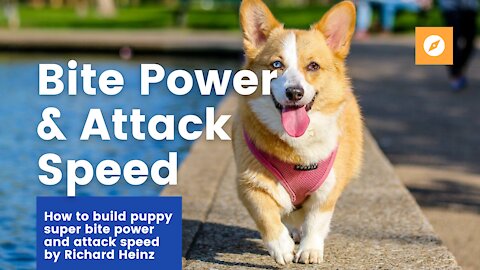 How to Build Puppy SUPER BITE POWER and ATTACK SPEED!