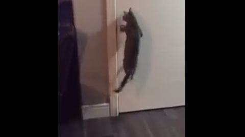 Clever cat figures out how to open doors