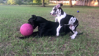 Comical Great Dane Puppy Swipes Jolly Ball