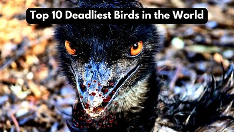 Top 10 deadliest Birds in the World | Top 10 List