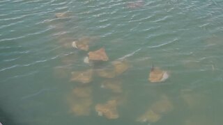 Huge school of Cownose rays in Port Canaveral