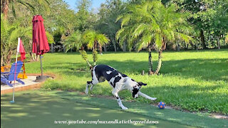 Funny Great Dane Plays Soccer On The Golf Green