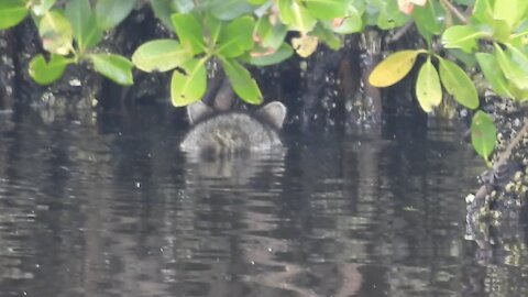 Raccoon Swimming Near Mangrove