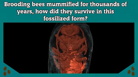 Brooding bees mummified for thousands of years, how did they survive in this fossilized form