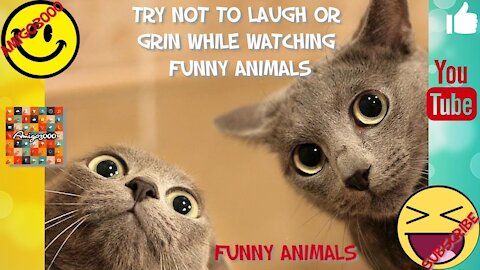 Try Not To Laugh Or Grin While Watching Funny Animals !!