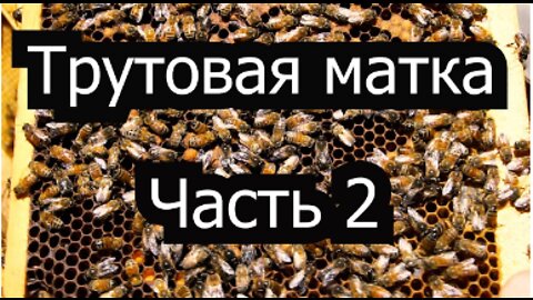 Пасека #30 Results of correction of a family with a tinder queen part 2 . Beekeeping.