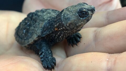 Baby snapping turtle just hatched and was crawling to the lake
