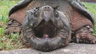 Wolfmaan Finds Giant Snapping Turtle