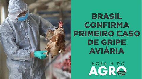 Gripe aviária: primeiros casos em aves silvestres colocam o agro em alerta; entenda | HORA H DO AGRO