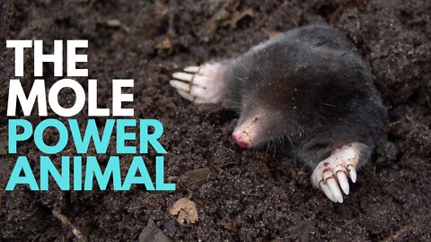 The Mole Power Animal