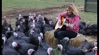 Möt "kalkonviskaren" som bor i Wales