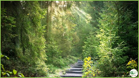 Coniferous Forest Relaxation with Piano Music 🌲🎹🌲 Stress Relief, Relaxing, Meditation, Study Music