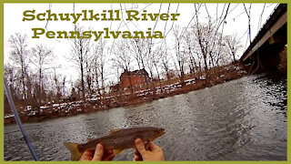Schuylkill River Brown Trout