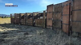 Idaho Fish and Game traps and relocates elk in Elmore County