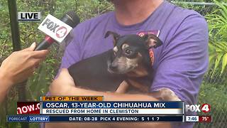 Pet of the Week: Oscar