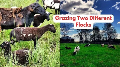 Grazing Two Different Flocks