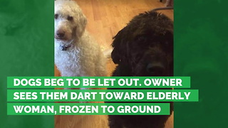 Dogs Beg to Be Let Out. Owner Sees Them Dart Toward Elderly Woman, Frozen to Ground