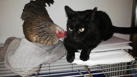 Cat & chicken share amazing unique friendship