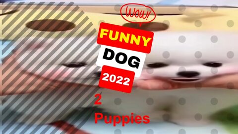 🤣Funny Dogs 2 Puppies Try to resist 2022 Video Clips #shorts