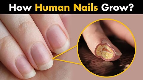 How Human Nails Grow the most interesting Fact about Human Nails by Toppers Academy.#topperslive #tp
