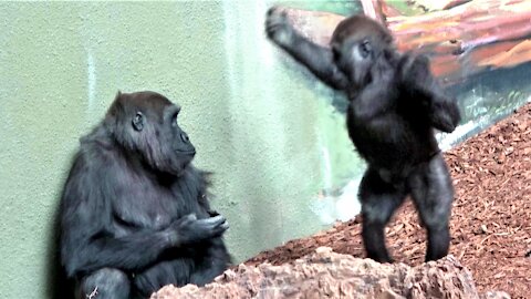 Gorilla baby tries his best to entertain the older gorillas