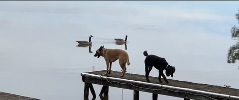 Canadian geese and dogs both claim pier.