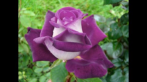 Rare Purple White Rose