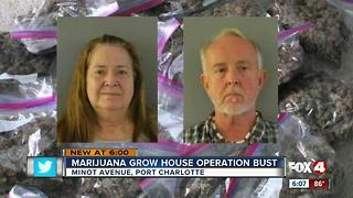 CCSO shuts down marijuana grow operation