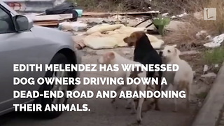 Samaritan Catches Woman on Video Dumping 3 Dogs on Dead-End Street