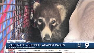 Pima Animal Care Center urges rabies vaccinations