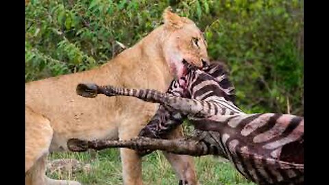 Attack from lion Unbelievable