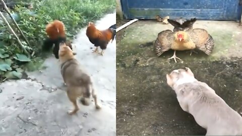 You can't stop laughing when you see a rooster fighting with a dog