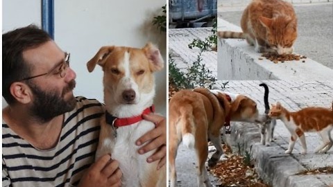 Rescue Dog Helps her Owners Feed 30 Stray Cats on her Daily Walk