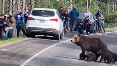 Road Comes To A Complete Stop To Let Mama Grizzly Bear And Cubs Cross