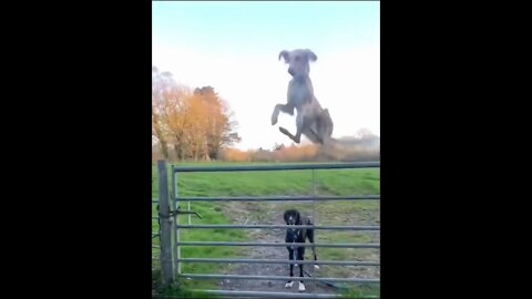 Jumping dog Funny Animals Funny Video