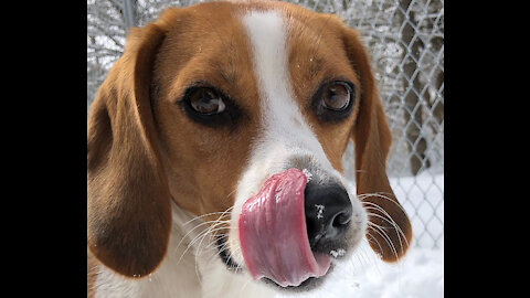 Cookie Time With Beagle Buddy K.C.