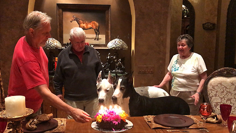 Family sings Happy Birthday to their Great Danes