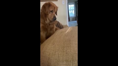 Golden Retriever has fun chasing something he'll never catch