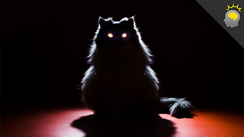 Stuff to Blow Your Mind: Creepy Cat Eye Glow - Science on the Web