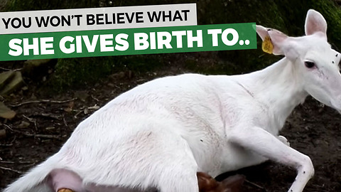 Mama Doe Gives Birth To Albino Baby Deer