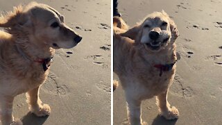 Dog has hilarious flapping lips in heavy wind