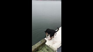 This Dog Jumps Into Lake Like All Of Us Jumping Into 2020