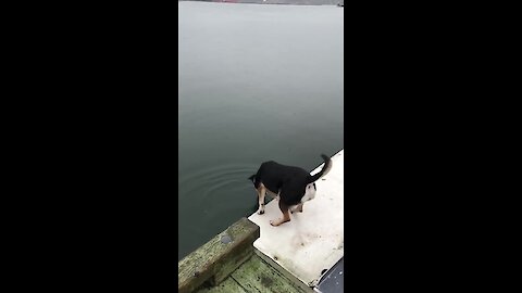 This Dog Jumps Into Lake Like All Of Us Jumping Into 2020