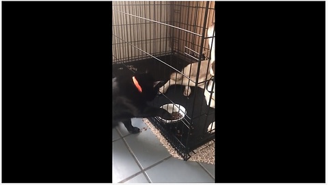 Husky Plays An Accomplice To Cat Burglary